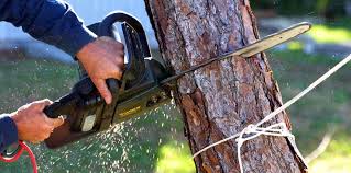 Professional Tree Care in Fords Prairie, WA