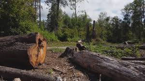 Best Palm Tree Trimming  in Fords Prairie, WA
