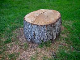 Best Tree Preservation Services  in Fords Prairie, WA