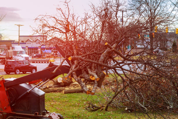 Best Tree Health Inspection  in Fords Prairie, WA