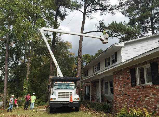 How Our Tree Care Process Works  in  Fords Prairie, WA