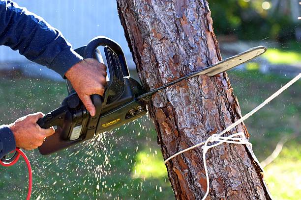Best Stump Grinding and Removal  in Fords Prairie, WA