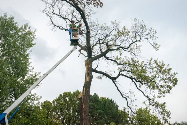 Best Tree Cabling and Bracing  in Fords Prairie, WA